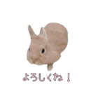 みるくと友だち（個別スタンプ：5）