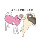 今日の保護犬＠キドックス（個別スタンプ：12）