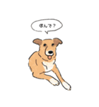 今日の保護犬＠キドックス（個別スタンプ：20）