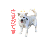 メイ＆チャー（個別スタンプ：4）