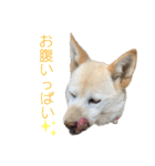 メイ＆チャー（個別スタンプ：23）