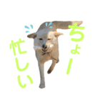 メイ＆チャー（個別スタンプ：35）