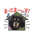 可愛い❤️  M.ダックス（個別スタンプ：1）