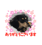 可愛い❤️  M.ダックス（個別スタンプ：2）