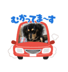 可愛い❤️  M.ダックス（個別スタンプ：4）