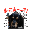 M.ダックス チャッピーちゃんです。（個別スタンプ：1）