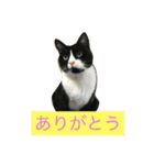 はちロボ8-2（個別スタンプ：10）