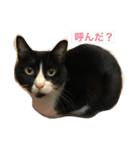 はちロボ8-2（個別スタンプ：16）