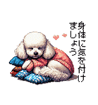 ドット絵 冬のトイプードル 冬支度（個別スタンプ：6）