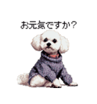 ドット絵 冬のトイプードル 冬支度（個別スタンプ：38）