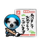 年賀チワワ（個別スタンプ：1）