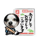 年賀チワワ（個別スタンプ：2）
