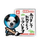 年賀チワワ（個別スタンプ：4）