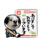 年賀チワワ（個別スタンプ：5）