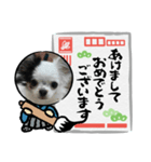 年賀チワワ（個別スタンプ：6）