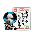 年賀チワワ（個別スタンプ：7）
