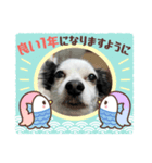 年賀チワワ（個別スタンプ：8）