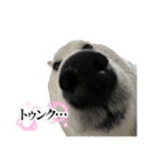 柴犬と猫⑦（個別スタンプ：2）