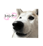 柴犬と猫⑦（個別スタンプ：3）
