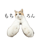 柴犬と猫⑦（個別スタンプ：5）