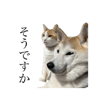 柴犬と猫⑦（個別スタンプ：6）