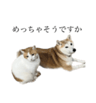 柴犬と猫⑦（個別スタンプ：7）