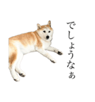 柴犬と猫⑦（個別スタンプ：8）