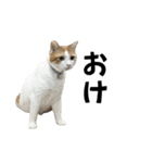 柴犬と猫⑦（個別スタンプ：9）