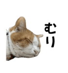 柴犬と猫⑦（個別スタンプ：10）