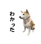 柴犬と猫⑦（個別スタンプ：11）