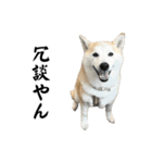 柴犬と猫⑦（個別スタンプ：15）