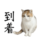 柴犬と猫⑦（個別スタンプ：17）