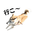 柴犬と猫⑦（個別スタンプ：18）
