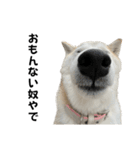 柴犬と猫⑦（個別スタンプ：19）