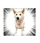 柴犬と猫⑦（個別スタンプ：20）