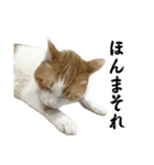 柴犬と猫⑦（個別スタンプ：23）