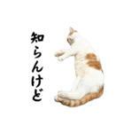 柴犬と猫⑦（個別スタンプ：24）