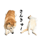柴犬と猫⑦（個別スタンプ：25）