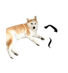 柴犬と猫⑦（個別スタンプ：26）