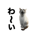 柴犬と猫⑦（個別スタンプ：29）