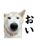 柴犬と猫⑦（個別スタンプ：31）