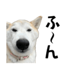 柴犬と猫⑦（個別スタンプ：32）