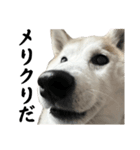 柴犬と猫⑦（個別スタンプ：33）