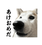 柴犬と猫⑦（個別スタンプ：34）