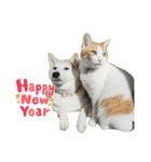 柴犬と猫⑦（個別スタンプ：35）