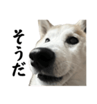 柴犬と猫⑦（個別スタンプ：36）