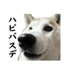 柴犬と猫⑦（個別スタンプ：37）
