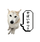 柴犬と猫⑦（個別スタンプ：39）