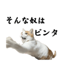柴犬と猫⑦（個別スタンプ：40）