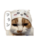 使いにくいと言ったら野良にする。（個別スタンプ：11）
